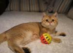 Arik - British Shorthair Cat For Sale - San Mateo, CA, US