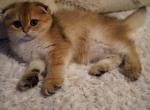 Salomon - Scottish Fold Cat For Sale - San Mateo, CA, US