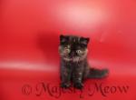 Zoe - Exotic Cat For Sale - Yucca Valley, CA, US