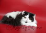 Shimmer - Persian Cat For Sale - Yucca Valley, CA, US