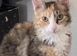 Calico girl - LaPerm Cat For Sale - Salem, OR, US