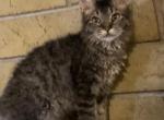 LaPerm Tabby F - LaPerm Cat For Sale - Salem, OR, US