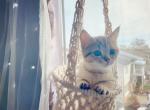 bonny - Munchkin Cat For Sale - Staten Island, NY, US