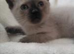 Seal Point Siamese - Siamese Cat For Sale - Dunn, NC, US