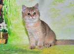 Sheba - British Shorthair Cat For Sale - NY, US