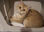 Afrodita - British Shorthair Cat For Sale - San Mateo, CA, US