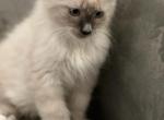 Noah - Ragdoll Cat For Sale - Mount Vernon, WA, US