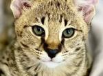 Amazing boy Savannah F1 - Savannah Cat For Sale - FL, US