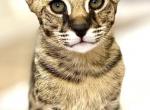 Sweet sweet boy Savannah F1 - Savannah Cat For Sale - FL, US