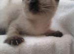 Seal Point Siamese - Siamese Cat For Sale - Dunn, NC, US