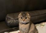 Din - Scottish Fold Cat For Sale - Philadelphia, PA, US