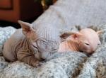 TICA registered kittens - Sphynx Cat For Sale - Rockford, IL, US