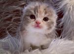 Scottish Fold - Scottish Fold Cat For Sale - Orlando, FL, US