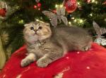 Scottish fold male - Scottish Fold Cat For Sale - Renton, WA, US