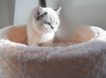 Margaret - Scottish Straight Cat For Sale - Huntington Beach, CA, US