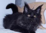 Onyx - Maine Coon Cat For Sale - NY, US