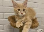 Valter - Maine Coon Cat For Sale - NY, US