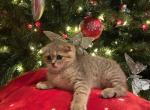 Brady - Scottish Fold Cat For Sale - Renton, WA, US