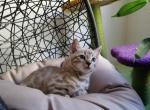 Majestic White Bengal - Bengal Cat For Sale - VA, US