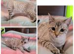 Female snow bengal - Bengal Cat For Sale - Monroe, MI, US