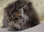 golden Persian kitten - Persian Cat For Sale - Fleetwood, PA, US