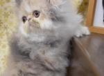 dilute calico Persian kitten - Persian Cat For Sale - Fleetwood, PA, US