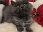 Fluffy gr long hair - British Shorthair Cat For Sale - Huntington, NY, US