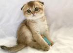 Oscar - Scottish Fold Cat For Sale - Brooklyn, NY, US