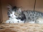 Mika - Scottish Straight Cat For Sale - New York, NY, US