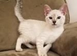 Savannah F3 Snow Ready for your home - Savannah Cat For Sale - New Holland, PA, US