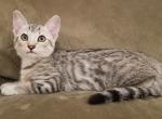 F3 Savannah Light Silver Male Kitten Available Now - Savannah Cat For Sale - New Holland, PA, US