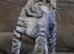 F3 Savannah Silver Male Kitten Available Now - Savannah Cat For Sale - New Holland, PA, US