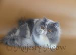 Ilonka - Persian Cat For Sale - Yucca Valley, CA, US