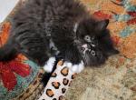 Bicolor male Persian - Persian Cat For Sale - Youngstown, OH, US