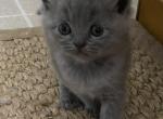 Scottishfold Kittens from Baloo and Lyla - Scottish Straight Cat For Sale - Jobstown, NJ, US