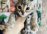 Savannah F1 wonderful princess - Savannah Cat For Sale - FL, US