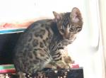 Tommy Girl - Bengal Cat For Sale - PA, US