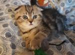 STUNNING SCOTTISH FOLD - Scottish Fold Cat For Sale - MI, US