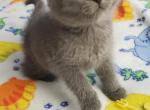 Mia - British Shorthair Cat For Sale - Miami, FL, US