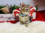 BELLA  SAVANNAH KITTEN READY FOR CHRISTMAS - Savannah Cat For Sale - NY, US