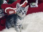 BIJOU super sweet Savannah SBT  kitten - Savannah Cat For Sale - NY, US