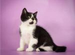 Flash - Scottish Straight Cat For Sale - Norwalk, CT, US