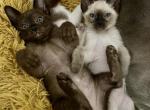 SOLD OUT Siamese Dec 17 - Siamese Cat For Sale - Dallas, TX, US