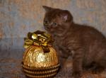 Markiza - British Shorthair Cat For Sale - NY, US