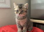 Sally - Scottish Straight Cat For Sale - Brooklyn, NY, US