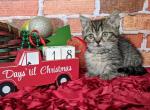 Heidi - Munchkin Cat For Sale - Joplin, MO, US