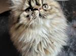 Tabby Persians cfa registered - Persian Cat For Sale - Youngstown, OH, US