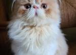 Cfa Persian - Persian Cat For Sale - Youngstown, OH, US