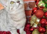 Luna - Munchkin Cat For Sale - MO, US