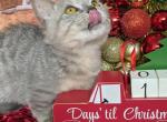 Hermione - Munchkin Cat For Sale - Joplin, MO, US